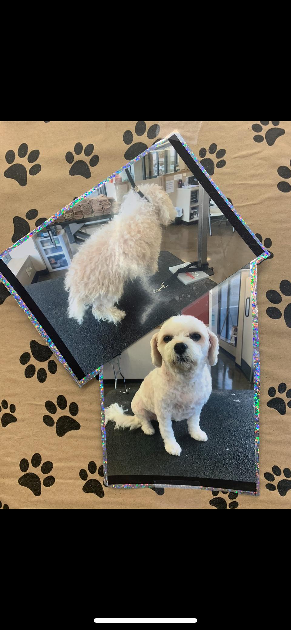 Before and after dog grooming transformation 1