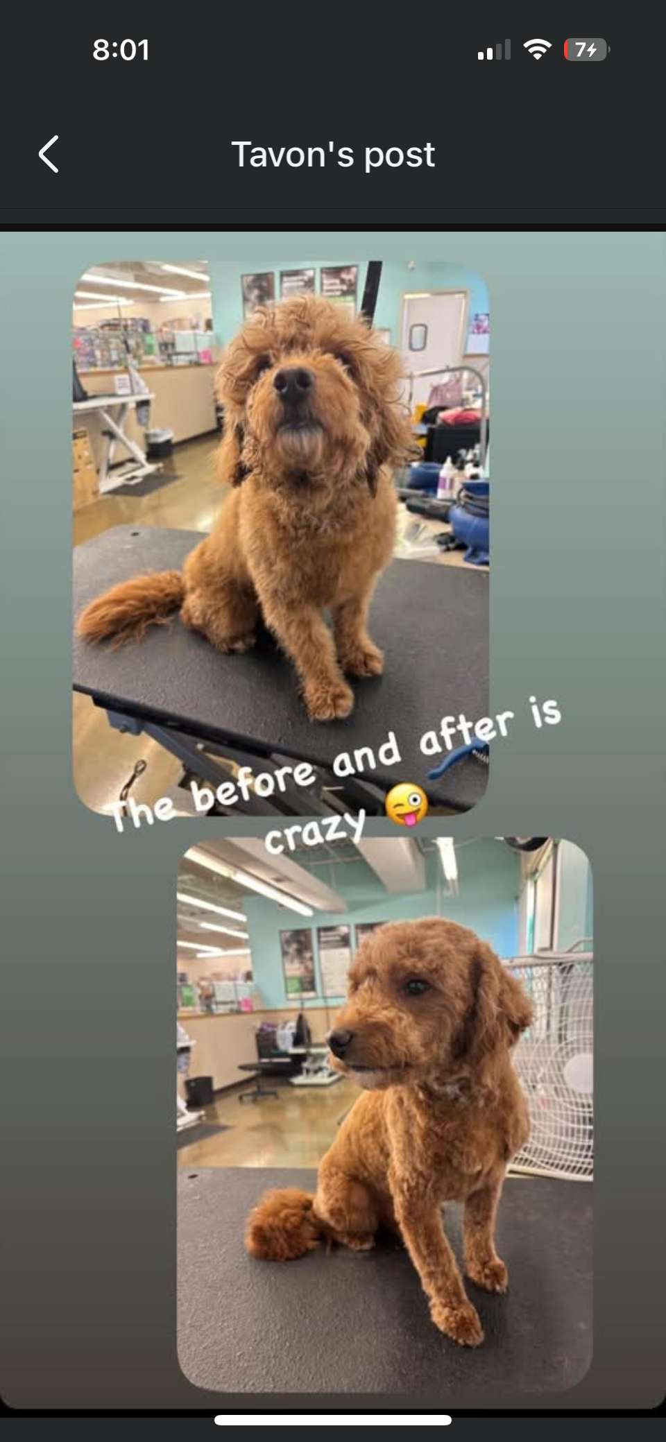 Before and after dog grooming transformation 3
