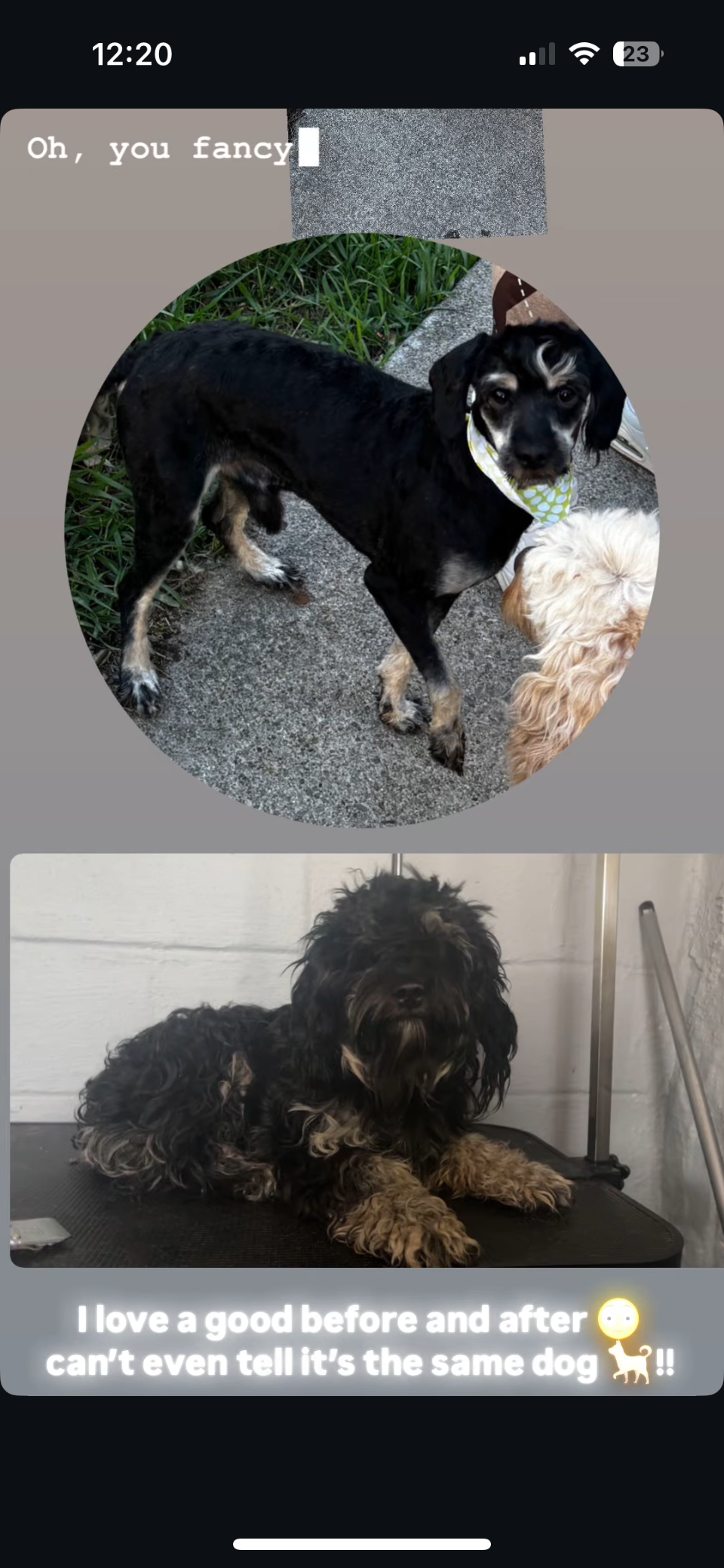 Before and after dog grooming transformation 4