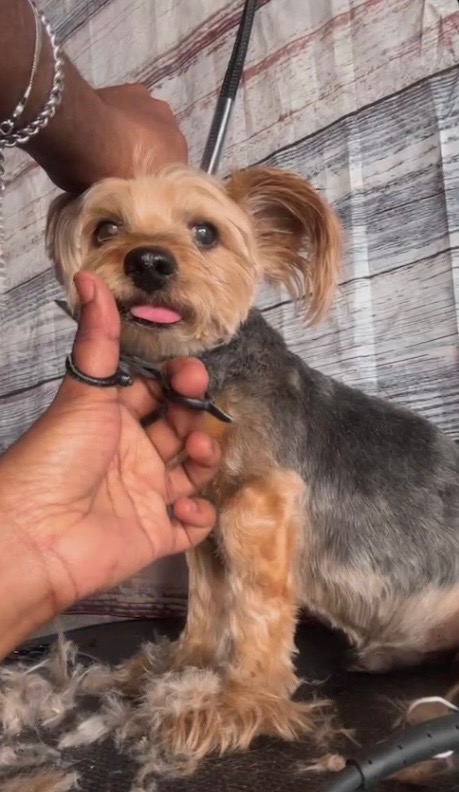 Before and after dog grooming transformation 6