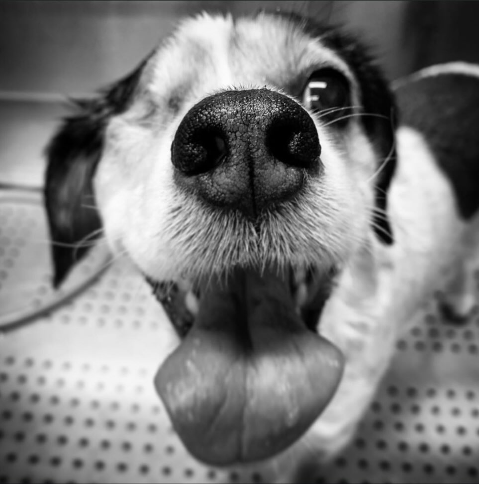 Cute dog ready for grooming